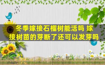 冬季嫁接石榴树能活吗 嫁接树苗的芽断了还可以发芽吗